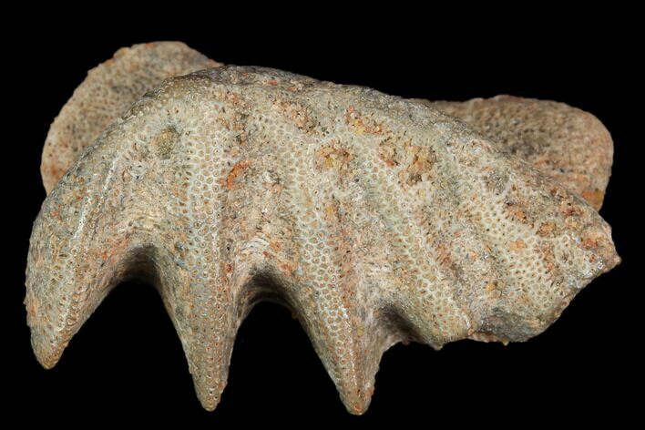 Cretaceous Lungfish (Ceratodus) Tooth Plate - Morocco #115273